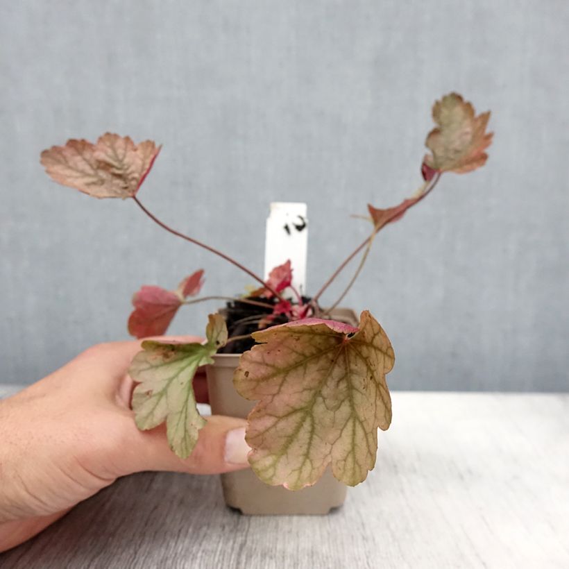 Example of Heuchère - Heuchera Vienna Godet de 8/9 cm as you get in automne