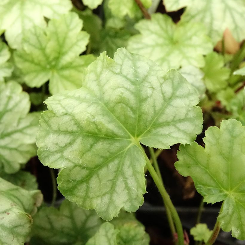 Heuchère - Heuchera Paris (Foliage)