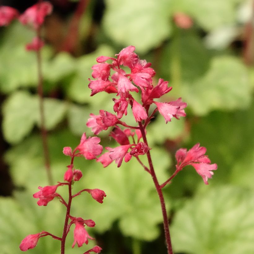 Heuchère - Heuchera Paris (Flowering)