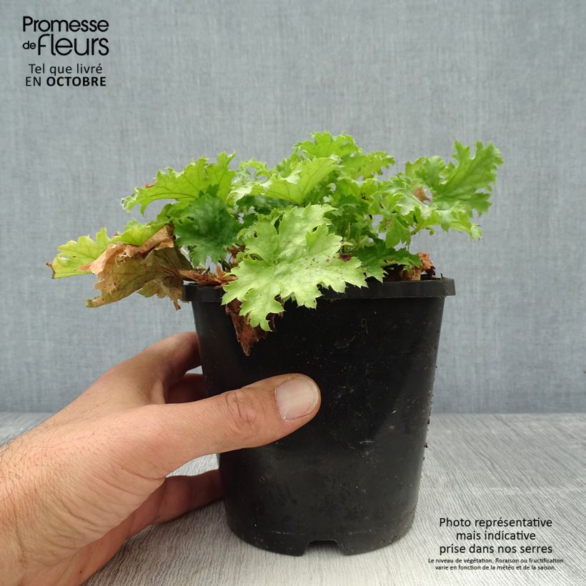 Example of Heuchère Pear Crisp Pot de 1,5L/2L as you get in automne