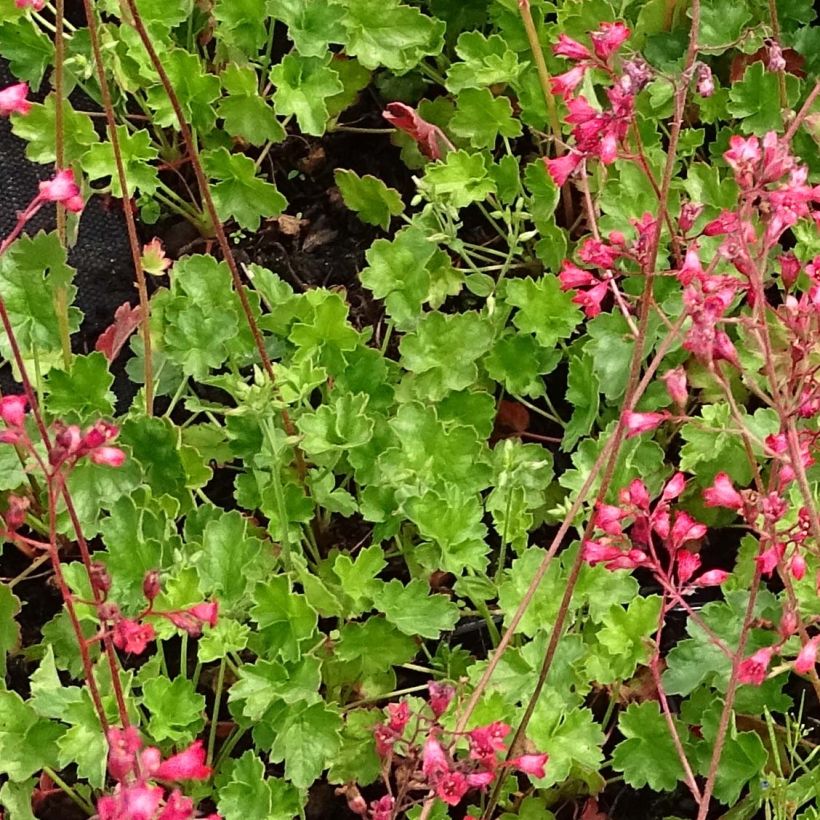 Heuchère - Heuchera Pluie de Feu (Foliage)