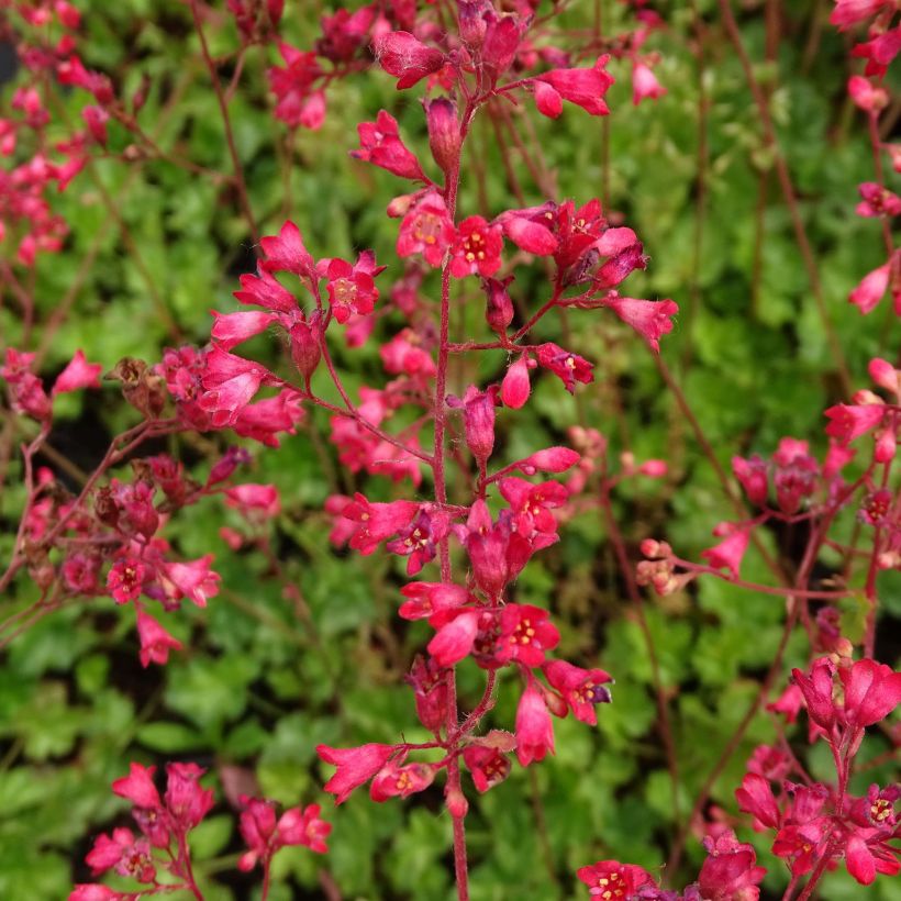 Heuchère - Heuchera Pluie de Feu (Flowering)