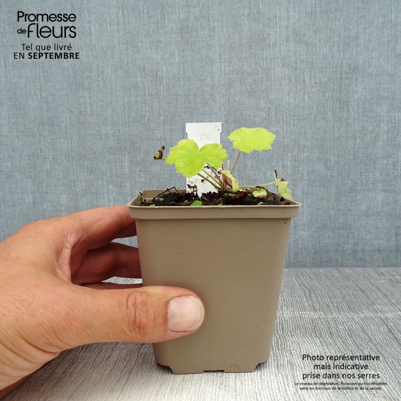 Example of Heuchère - Heuchera Pretty Pistachio Godet de 8/9 cm as you get in ete