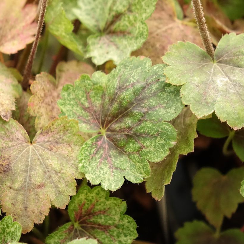 Heuchère - Heuchera Snowy Panky (Foliage)