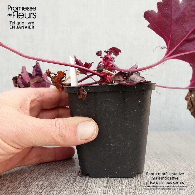Example of Heuchère - Heuchera Wildberry Godet de 8/9 cm as you get in hiver
