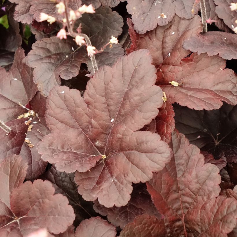 Heucherella Onyx (Foliage)
