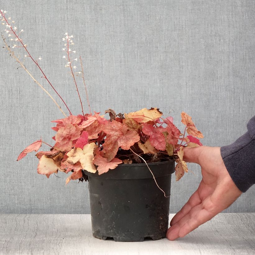 Example of Heucherella Redstone Fall Pot de 2L/3L as you get in ete