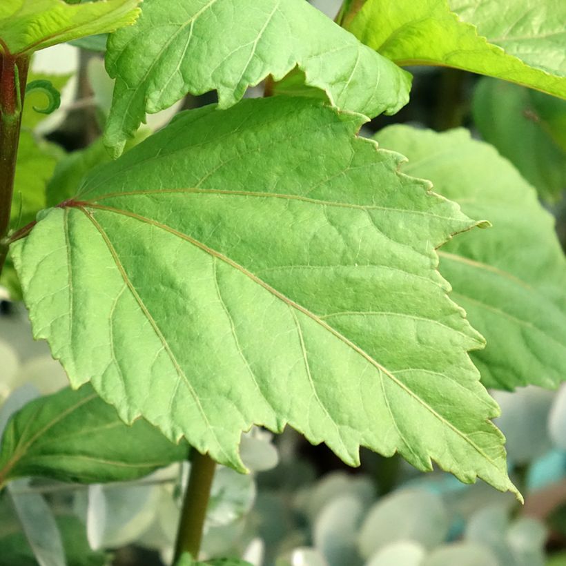 Hibiscus moscheutos Cherry Cheesecake - Hibiscus des marais (Foliage)