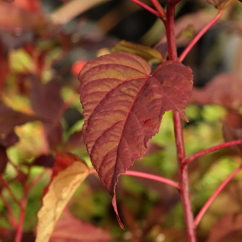 Hibiscus moscheutos Midnight Marvel - Hibiscus des marais (Foliage)