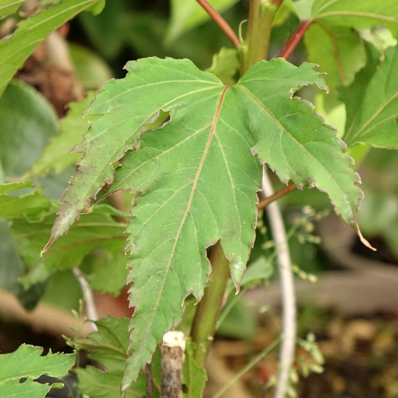 Hibiscus moscheutos Pink Candy - Hibiscus des marais (Foliage)