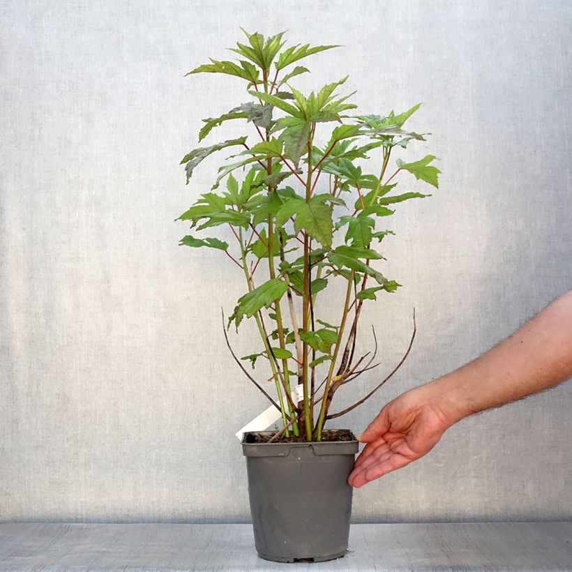 Example of Hibiscus moscheutos Summerific Berry Awesome - Hibiscus des marais  Pot de 3L/4L as you get in ete