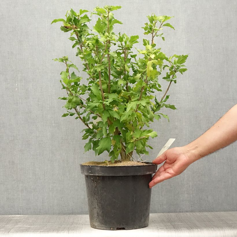 Example of Hibiscus Pink Giant - Althéa rose à coeur rouge Pot de 7,5L/10L as you get in ete