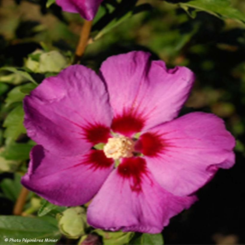 HIbiscus Russian Violet (II) - Althea rose violacé (Flowering)