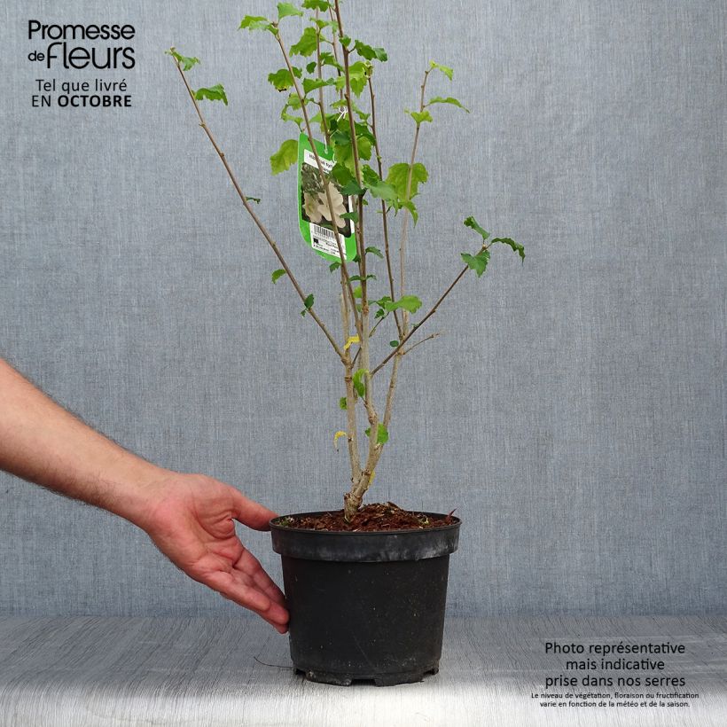 Example of Hibiscus syriacus Diana - Althéa blanc Pot de 3L/4L as you get in automne