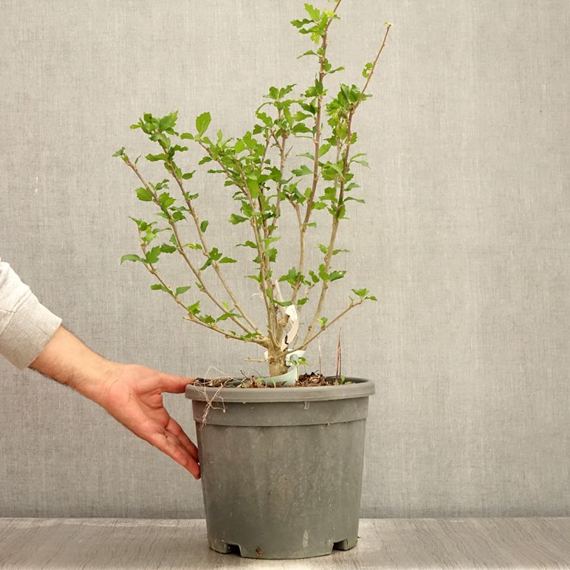 Example of Hibiscus syriacus Eléonore - Althéa simple, blanc pur Pot de 7,5L/10L as you get in automne