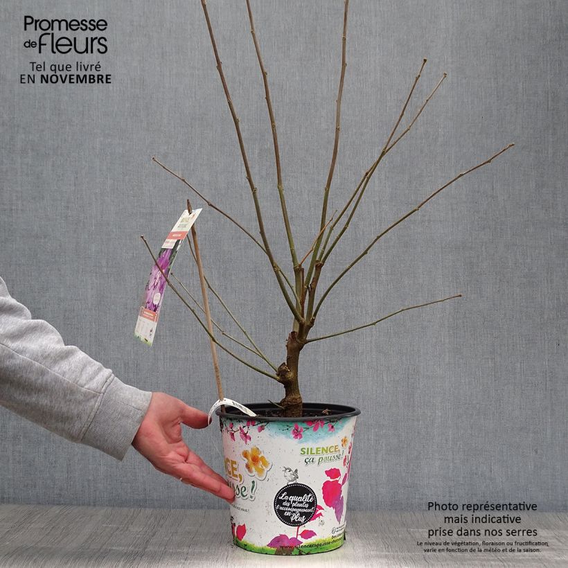 Example of Hibiscus syriacus Eruption - Althéa ou mauve en arbre Pot de 4L/5L as you get in automne