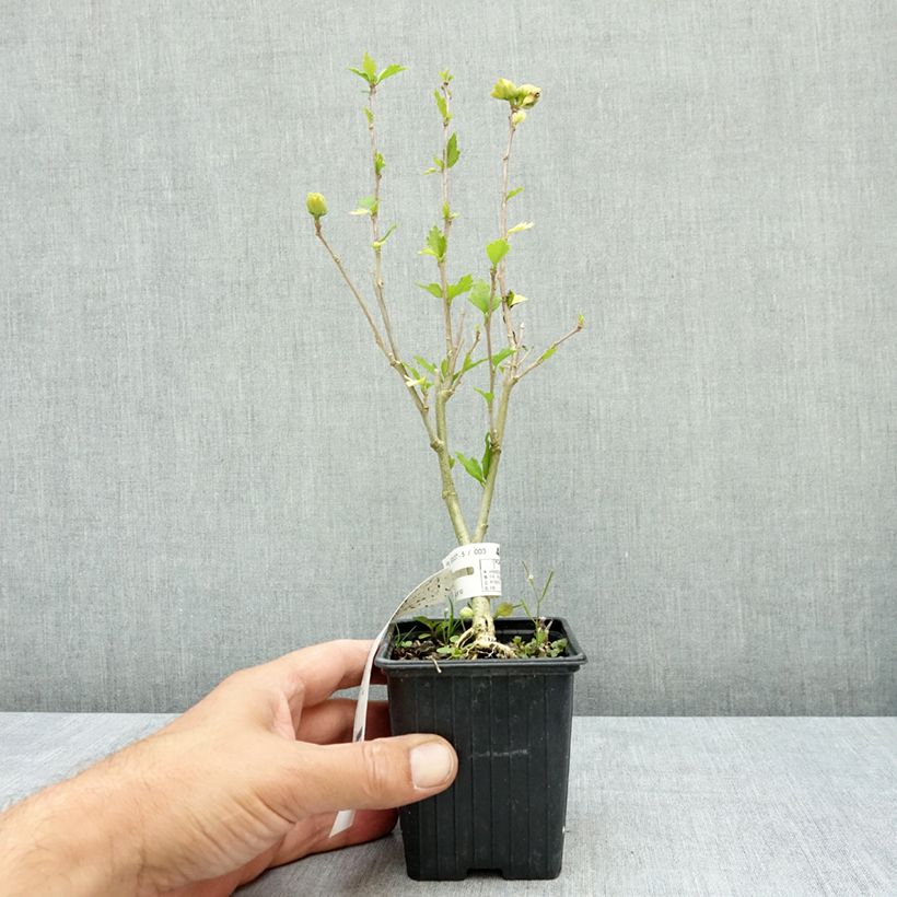 Example of Hibiscus syriacus French Cabaret White - Althea double blanc Godet de 8/9 cm as you get in ete