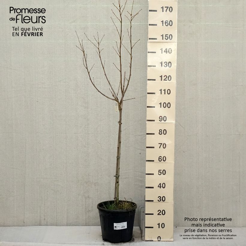 Example of Hibiscus syriacus Hamabo - Althéa ou mauve en arbre Pot de 7,5L/10L, Demi-Tige as you get in hiver