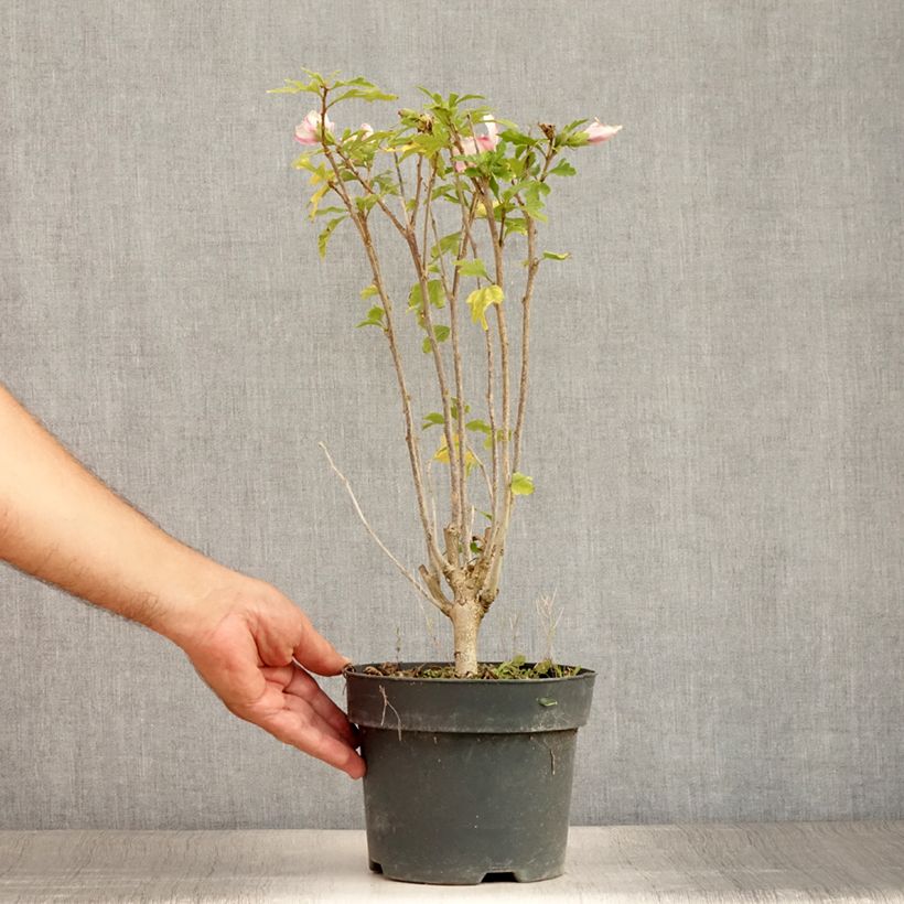 Example of Hibiscus syriacus Leopoldii - Althea en arbre Pot de 2L/3L as you get in ete