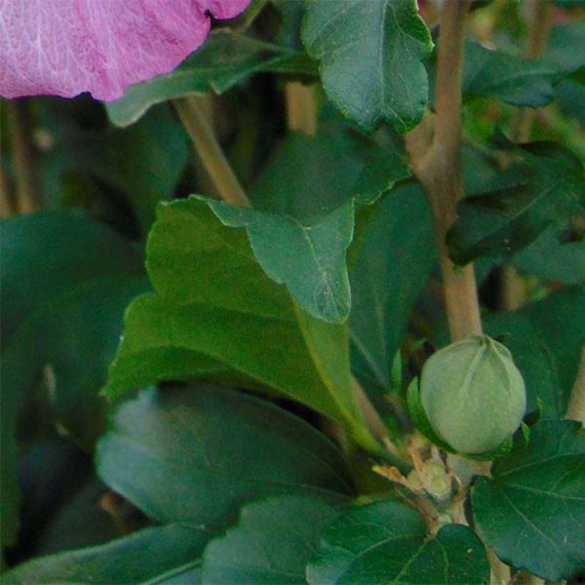 Hibiscus syriacus Magenta Chiffon - Althea double rose pourpre vif (Foliage)