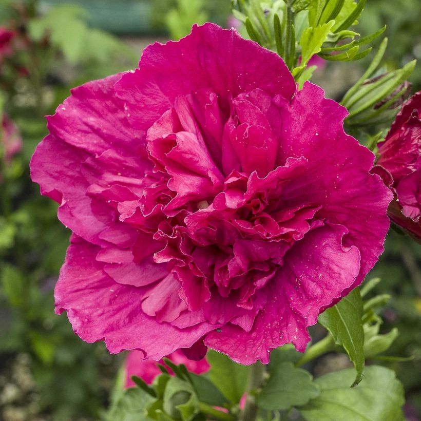 Hibiscus syriacus Ruby Chiffon - Althéa double rouge (Flowering)