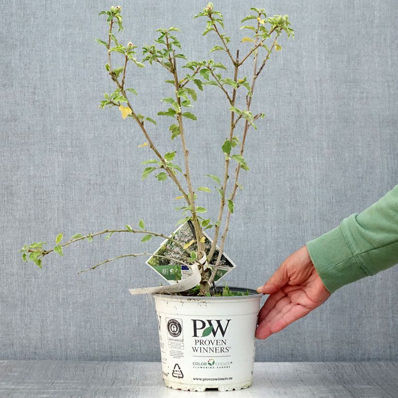 Example of Hibiscus syriacus Sugar Tip - Althéa double rose tendre  Pot de 3L/4L as you get in ete