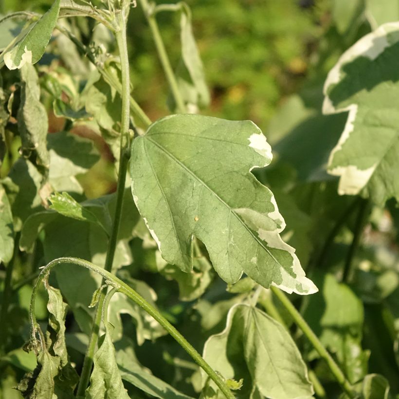 Hibiscus syriacus Sugar Tip - Althéa double rose tendre  (Foliage)