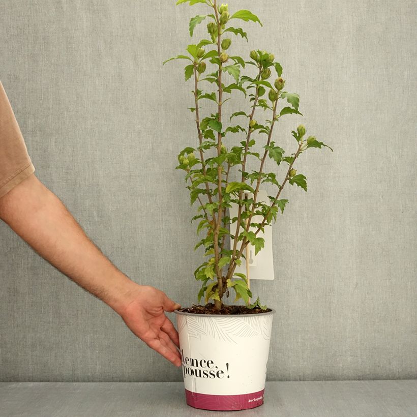 Example of Hibiscus syriacus Sup’Bridge - Althéa Pot de 4L/5L as you get in ete