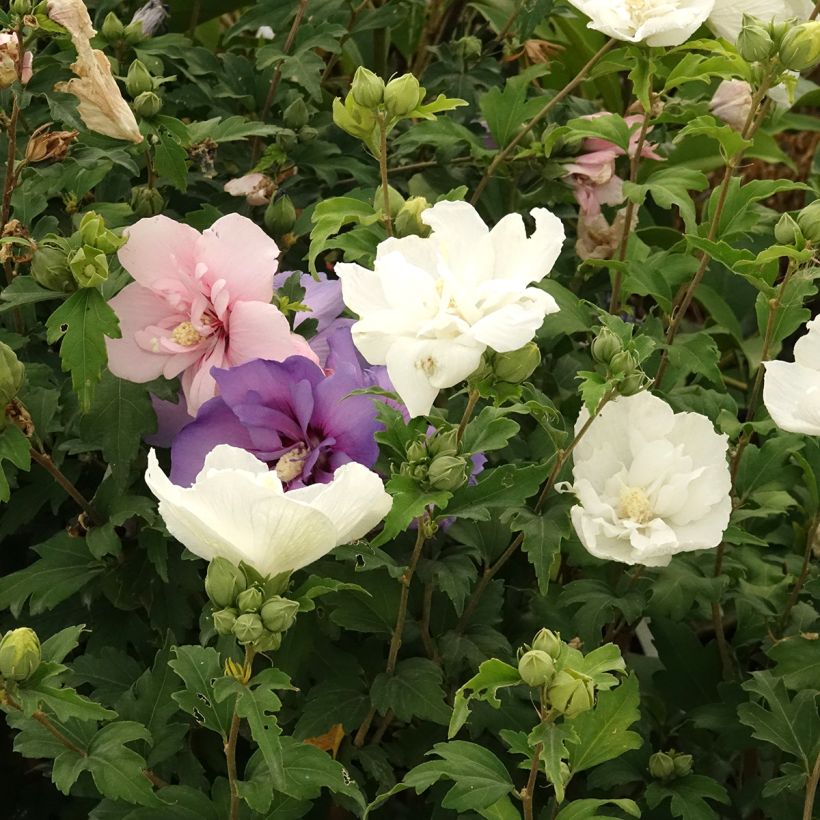 Hibiscus syriacus Three Sisters - Althéa  (Flowering)