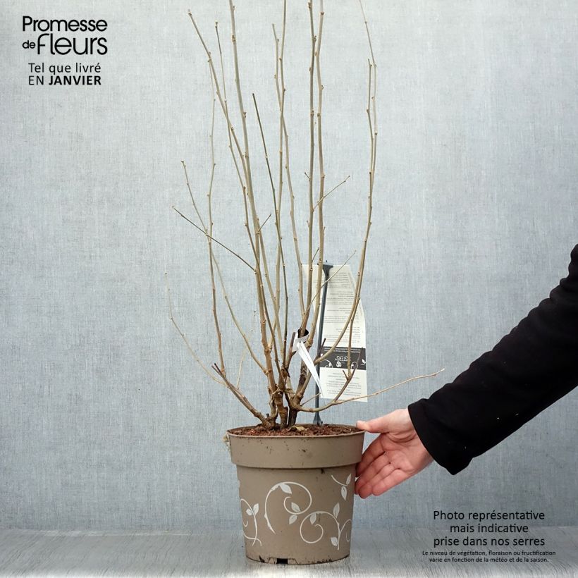 Example of Hibiscus syriacus Three Sisters - Althéa  Pot de 6L/7L as you get in hiver