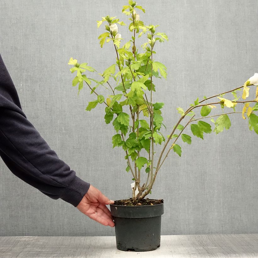 Example of Hibiscus syriacus Totus Albus - Althéa blanc pur. Pot de 2L/3L as you get in ete