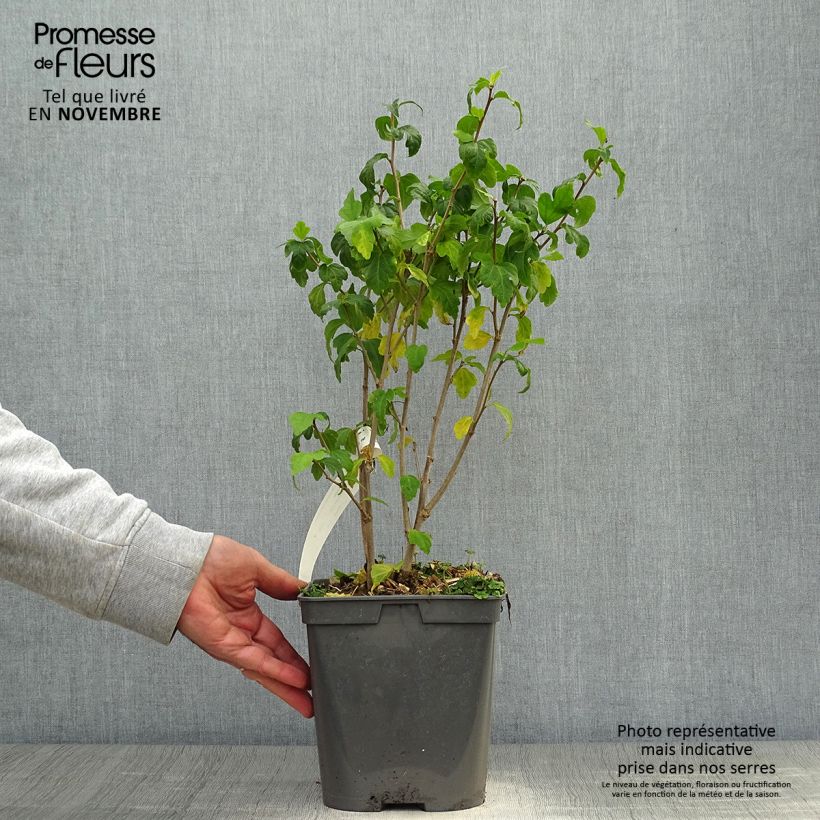 Example of Hibiscus syriacus Ultramarine - Althéa bleu Pot de 3L/4L as you get in automne