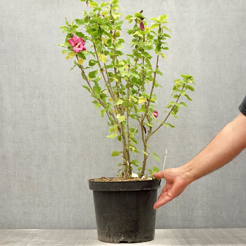 Example of Hibiscus syriacus Woodbridge  Pot de 6L/7L as you get in ete