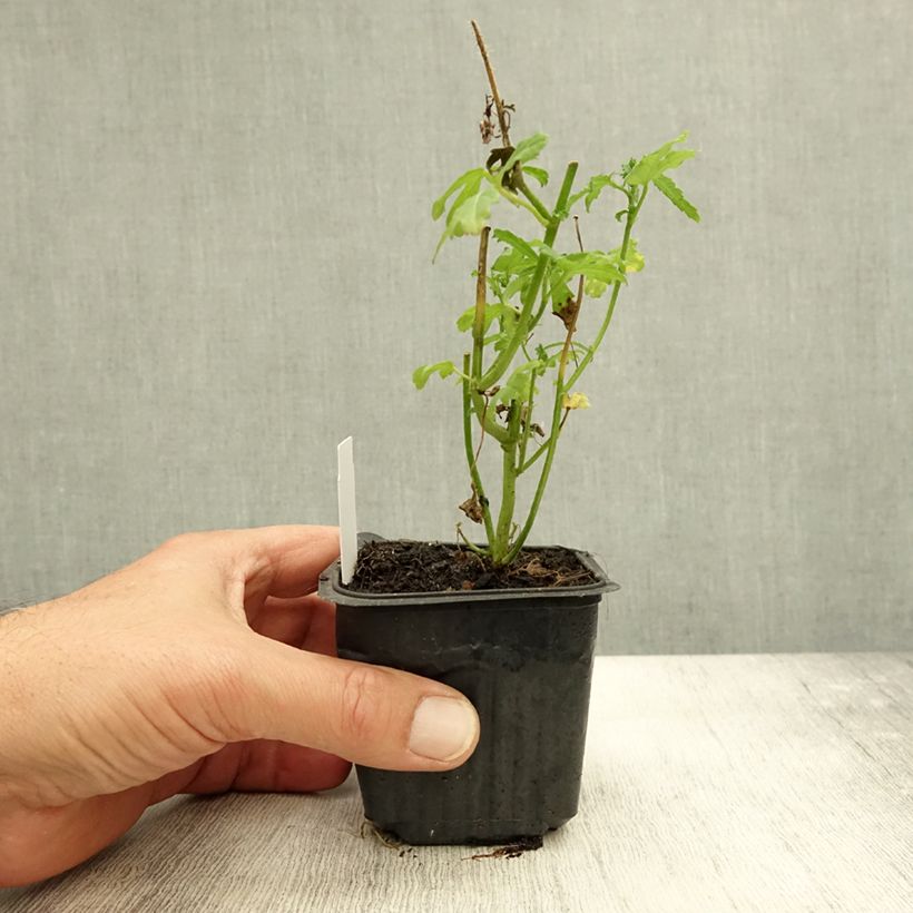 Example of Hibiscus trionum - Ketmie d'Afrique, Fleur d'une heure Godet de 8/9 cm as you get in automne
