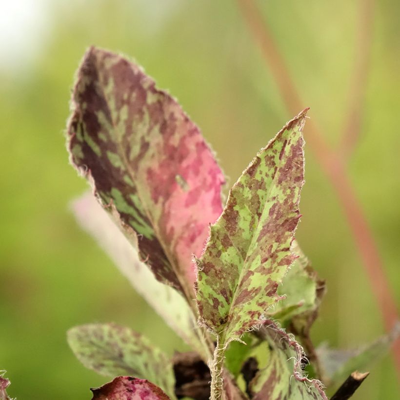 Hieracium maculatum - Epervière tachée (Foliage)