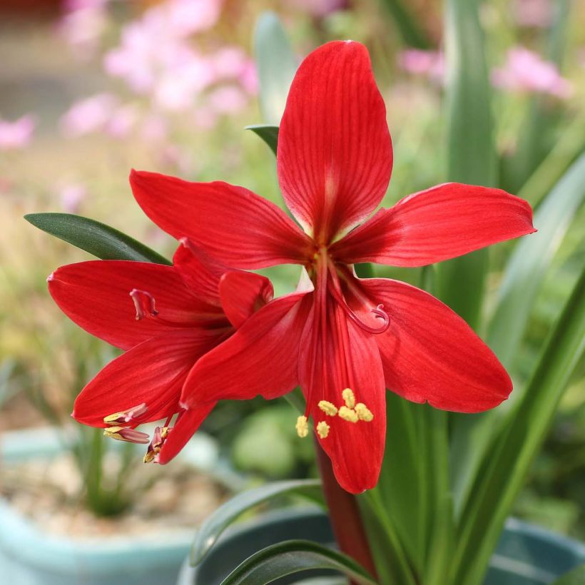 Hippeastrelia Durga Pradhan - Amaryllis orchidée (Flowering)