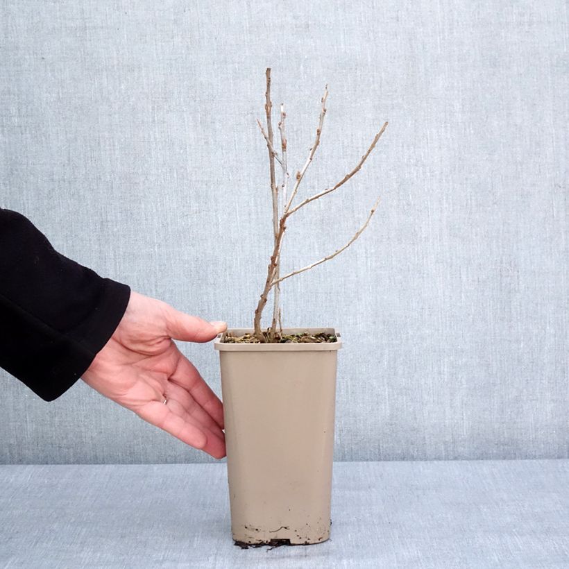 Example of Hippophae rhamnoides Garden's Gift - Argousier femelle Pot de 1,5L/2L, Touffe as you get in hiver