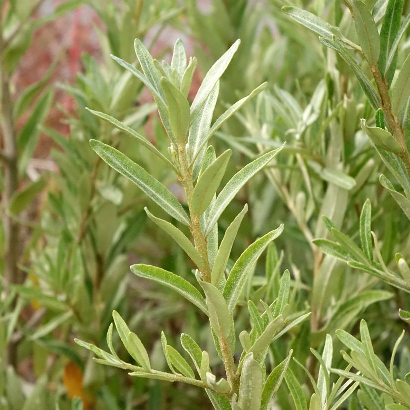 Hippophae rhamnoides Orange Energy - Argousier  (Foliage)