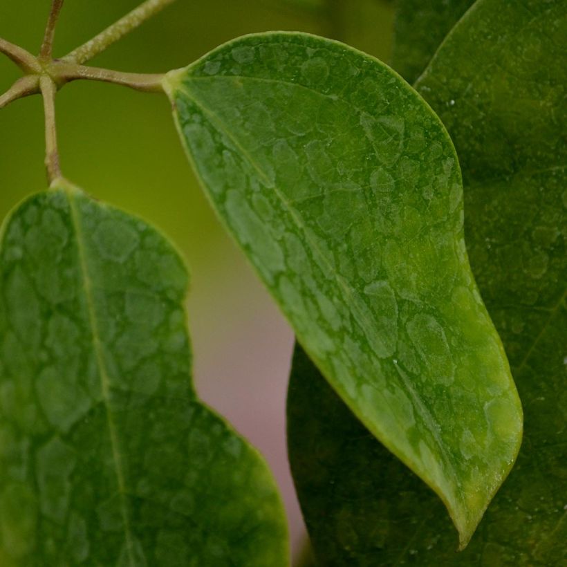 Holboellia latifolia (Foliage)