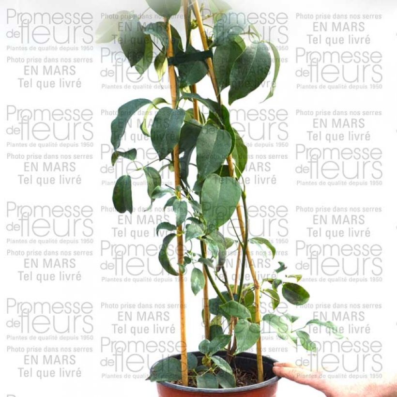 Example of Holboellia latifolia Pot de 1,5L/2L as you get