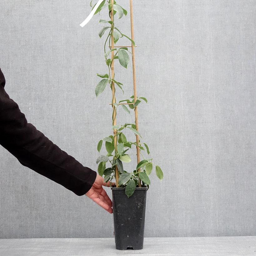 Example of Holboellia traversii Pot de 3L/4L as you get in hiver