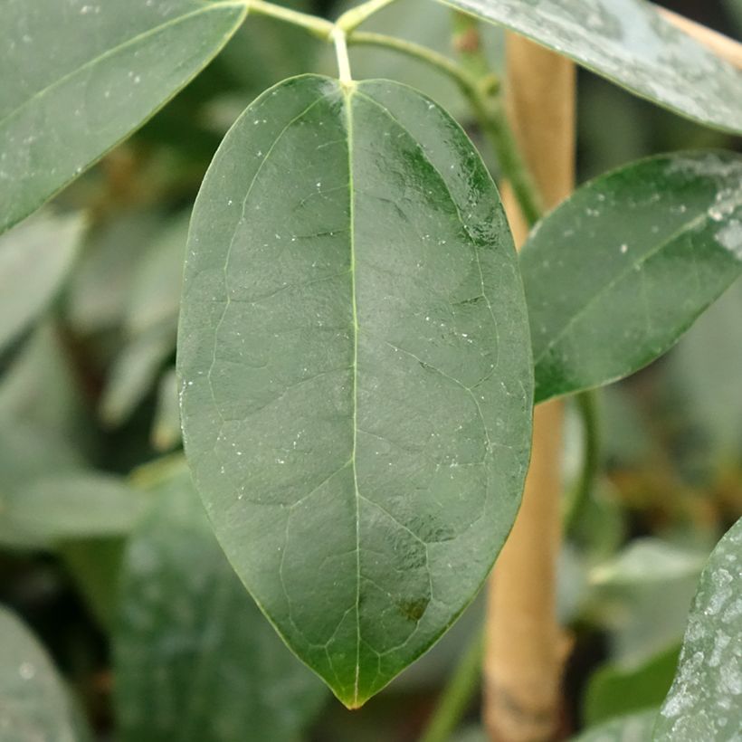 Holboellia traversii (Foliage)