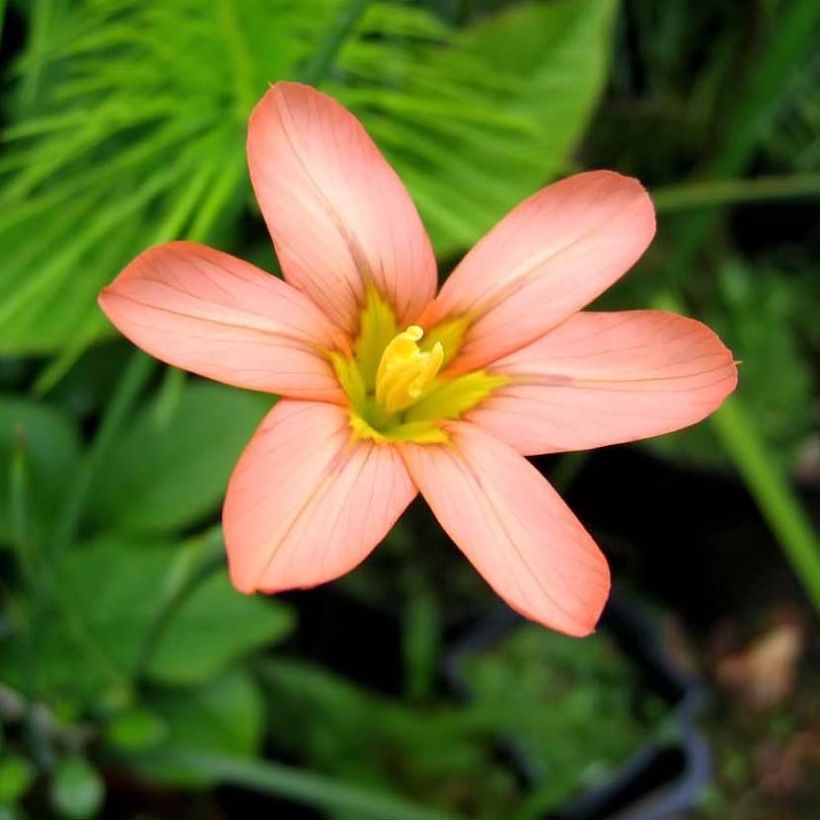 Homeria flaccida - Tulipe du Cap (Flowering)