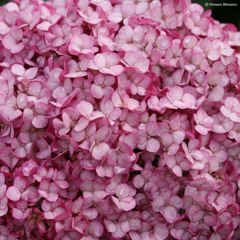 Hortensia arborescens BellaRagazza Mauvette (Flowering)
