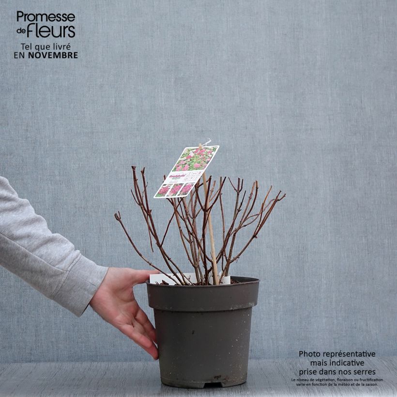 Example of Hortensia arborescens Candybelle Sorbet Pot de 4L/5L as you get in automne