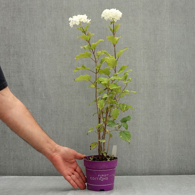 Example of Hortensia arborescens FlowerWOW Pot de 1L/1,5L as you get in ete