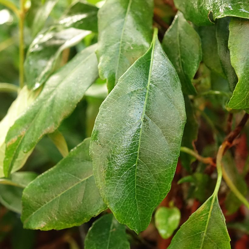Hortensia grimpant - Hydrangea seemanii (Foliage)