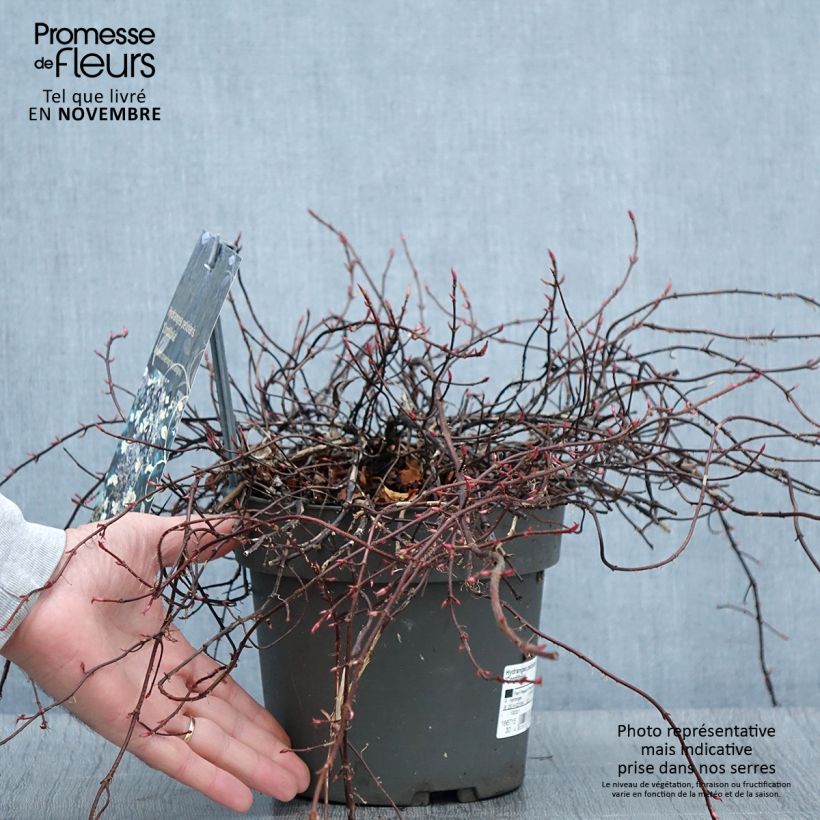 Example of Hortensia grimpant - Hydrangea petiolaris Cordifolia Pot de 3L/4L as you get in automne