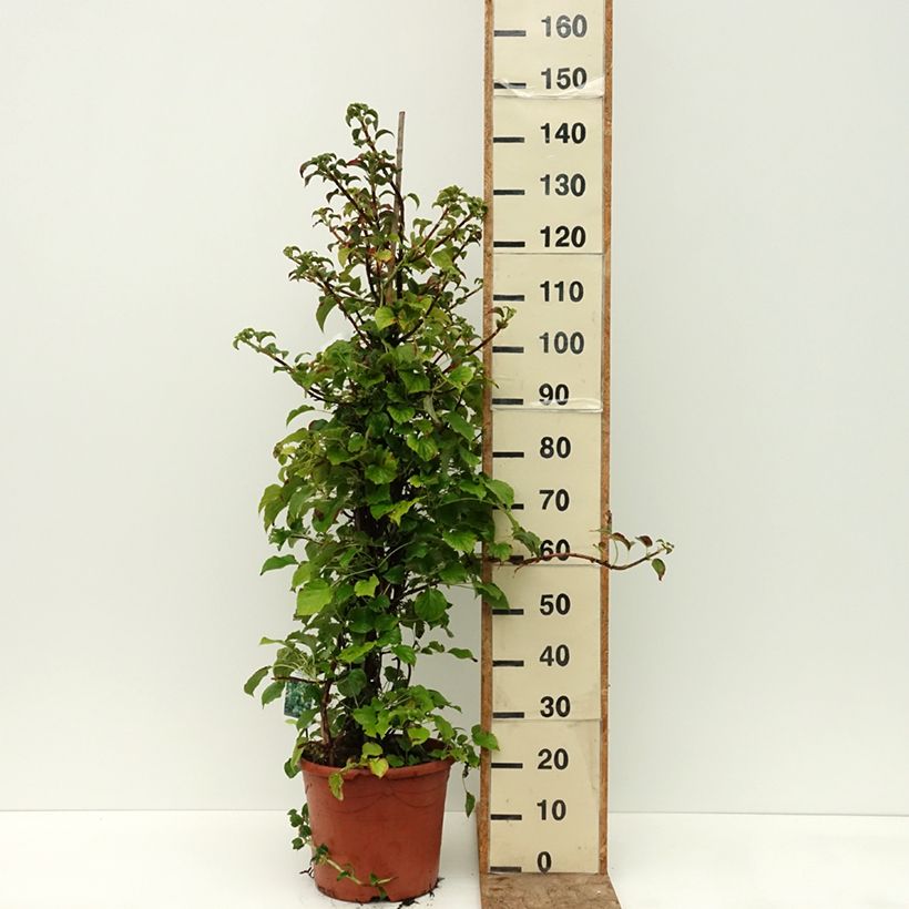 Example of Hortensia grimpant - Hydrangea petiolaris Pot de 12L/15L as you get in ete
