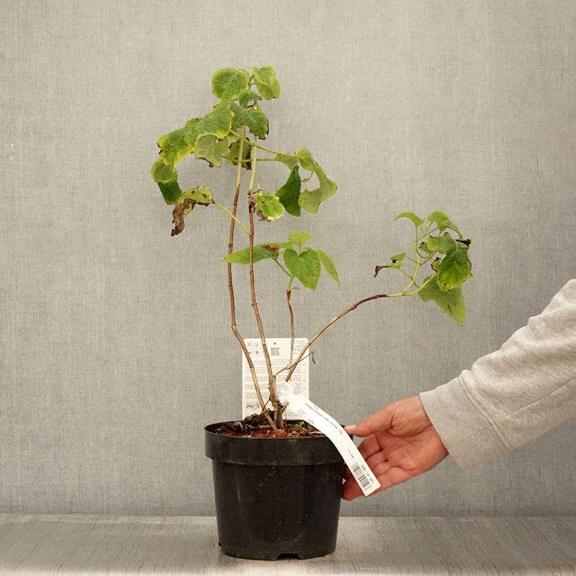 Example of Hortensia arborescens Golden Annabelle Pot de 3L/4L as you get in automne